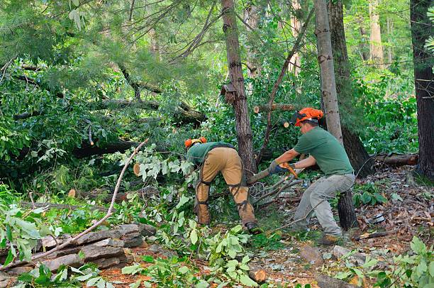 Best Affordable Tree Service  in East Palo Alto, CA